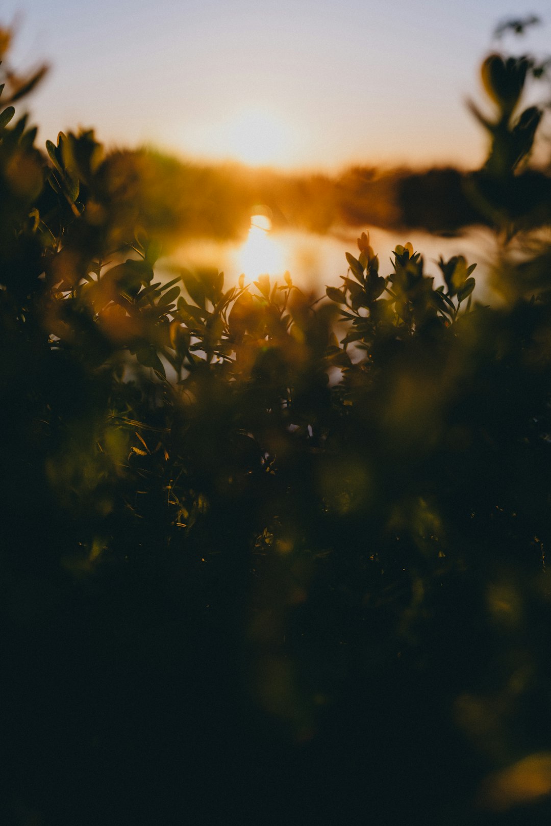 green leaves with sun rays