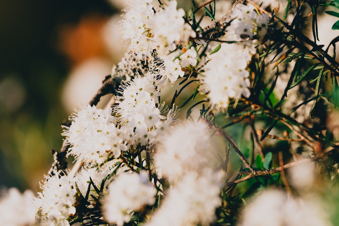 white flowers in tilt shift lens