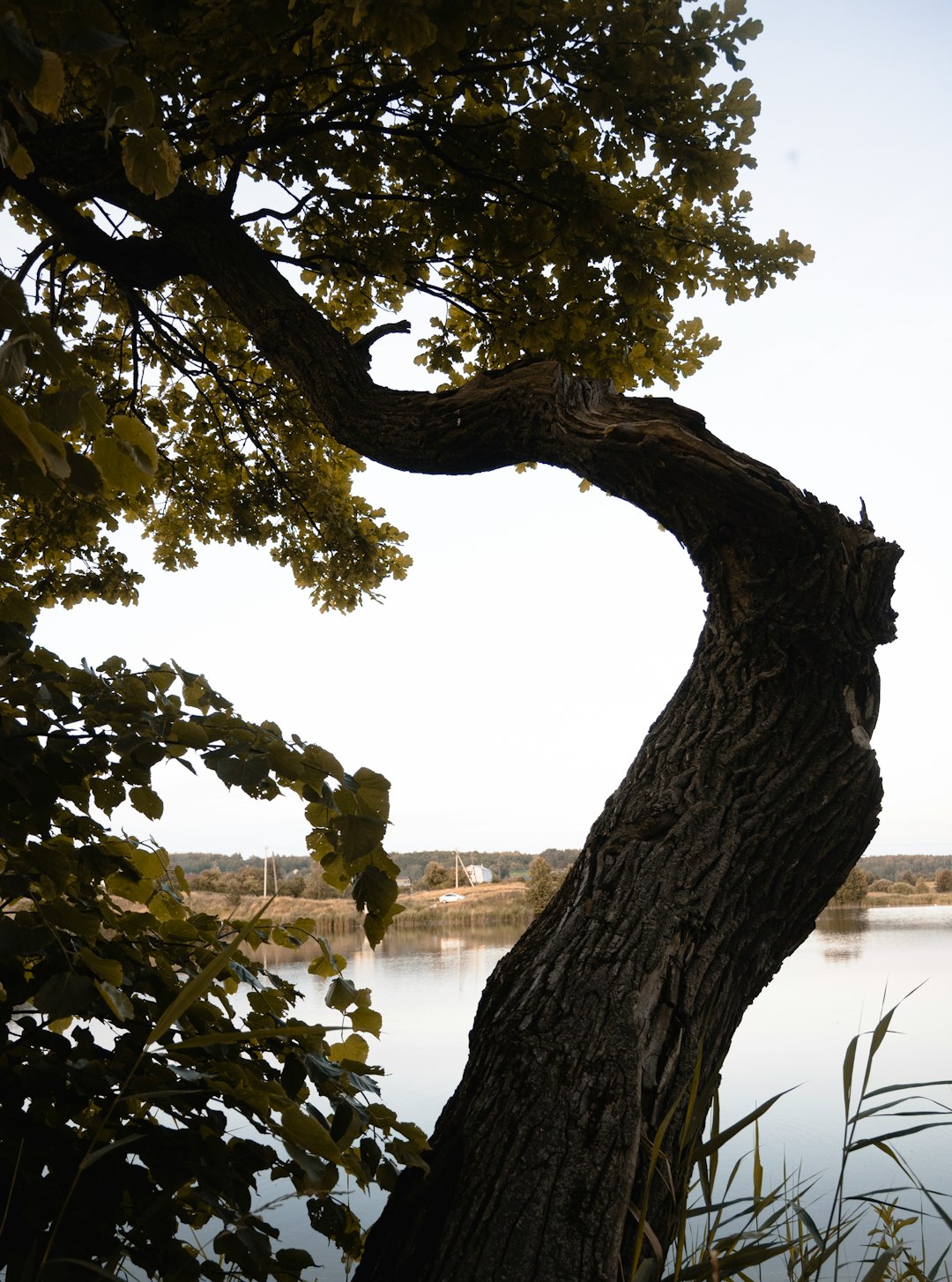 brown tree trunk near body of water during daytime