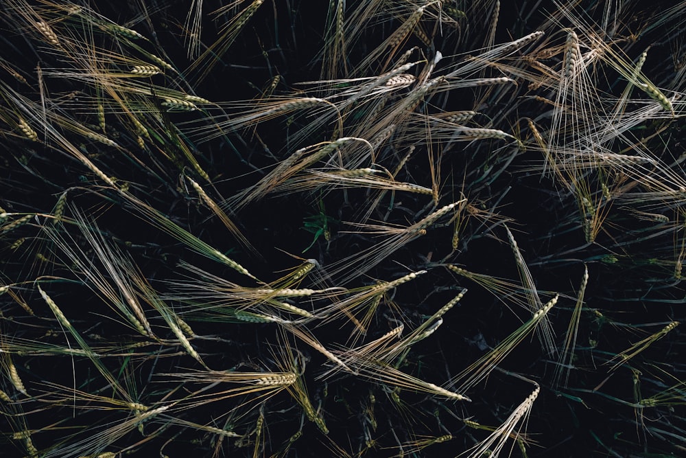 brown and green grass in close up photography