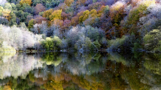 green and brown trees beside lake during daytime in Saint-Pé-d'Ardet France