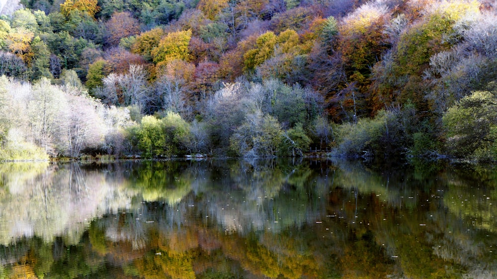 green and brown trees beside lake during daytime