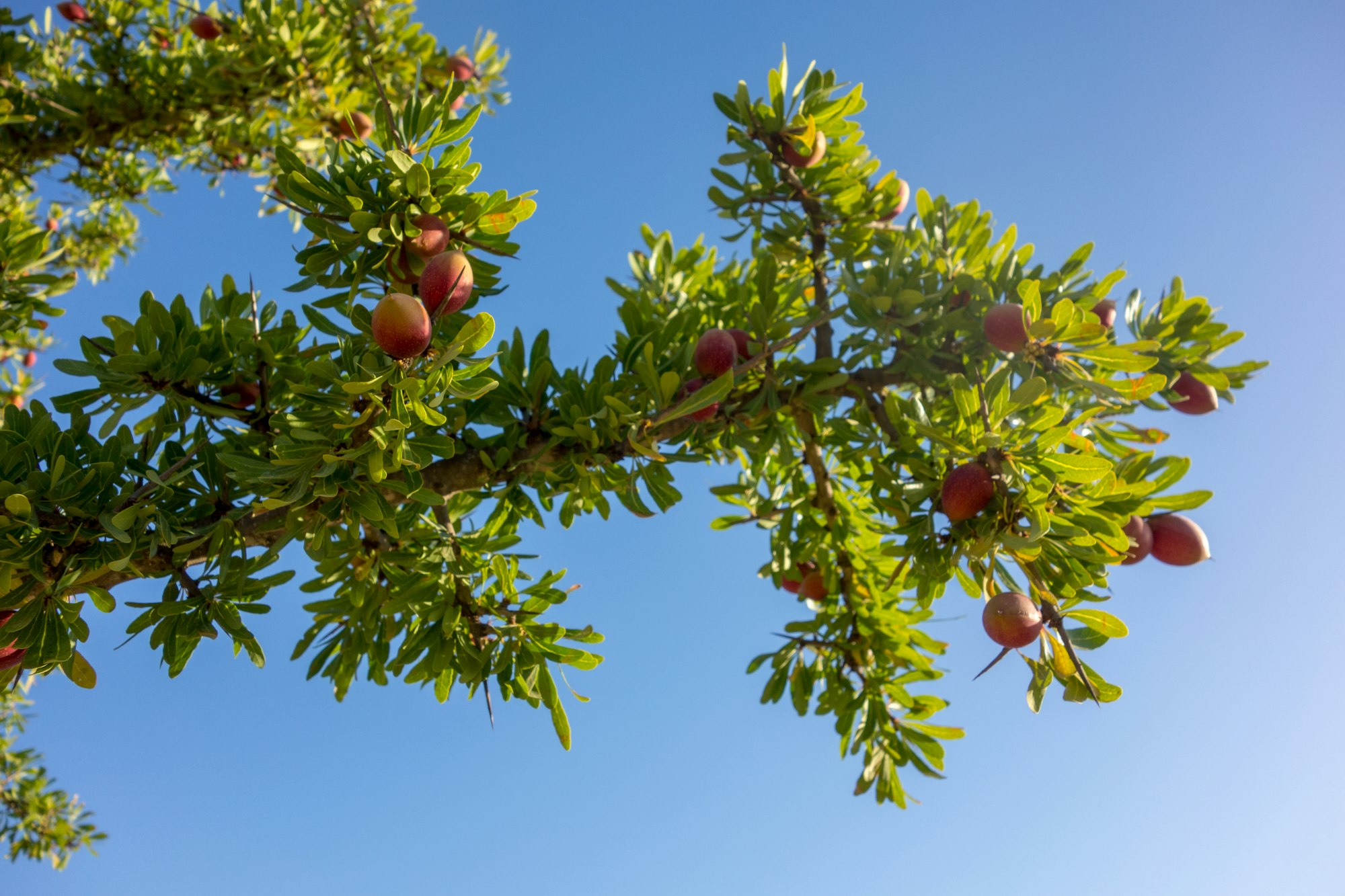 Photography of an Argan Tree or Argan Twig from below, with already reddish discoloured Argan Fruits or Argan Nuts. In the background you see the bright blue sky.