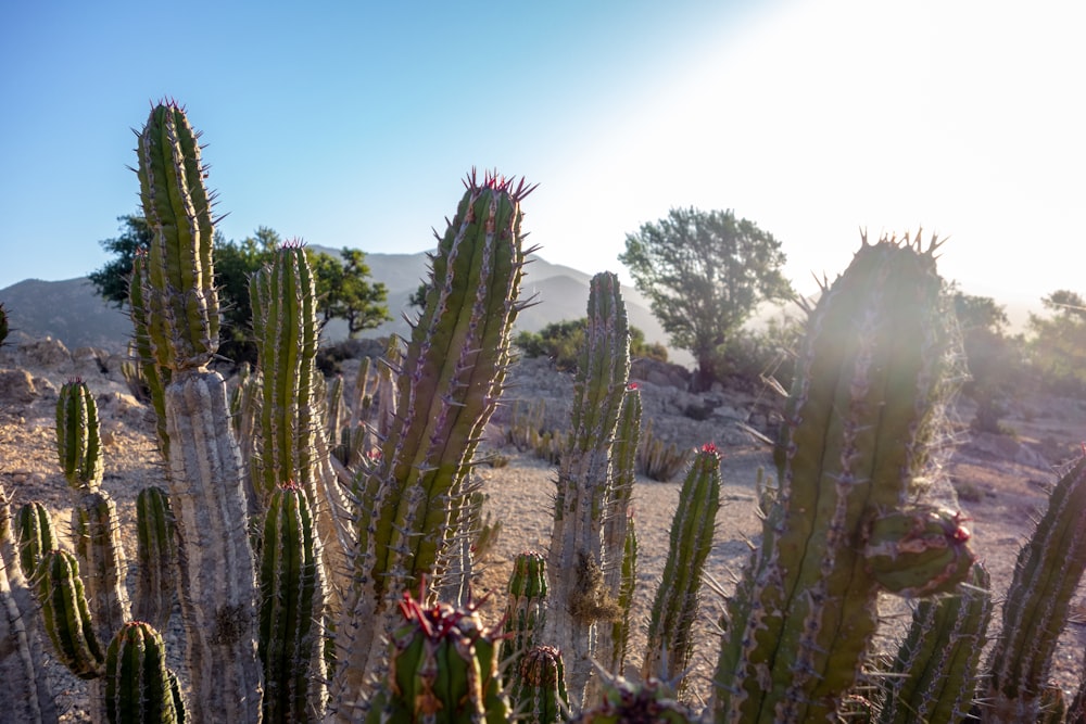 green cactus plants during daytime