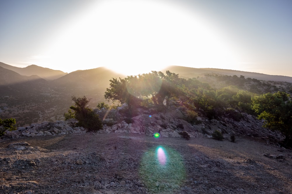 green trees on brown mountain during daytime