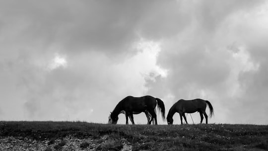 black horse eating grass on field in Bjelasica Montenegro