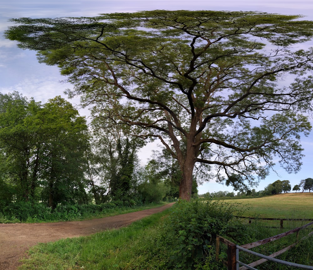 green grass field with trees under white clouds and blue sky during daytime