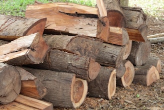 Several large pieces of wood are cut and stacked together on the ground outdoors. The logs display visible rings and rough bark textures. Surrounding the logs are scattered wood chips and leaf debris.
