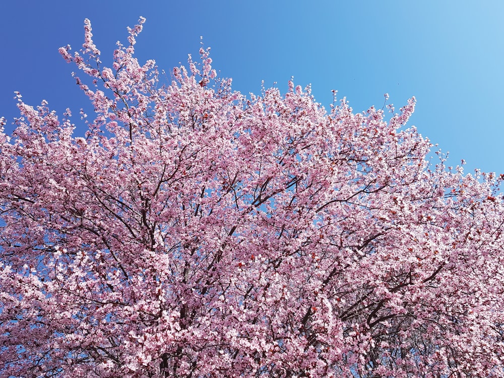 昼間の青空にピンク色の桜の木