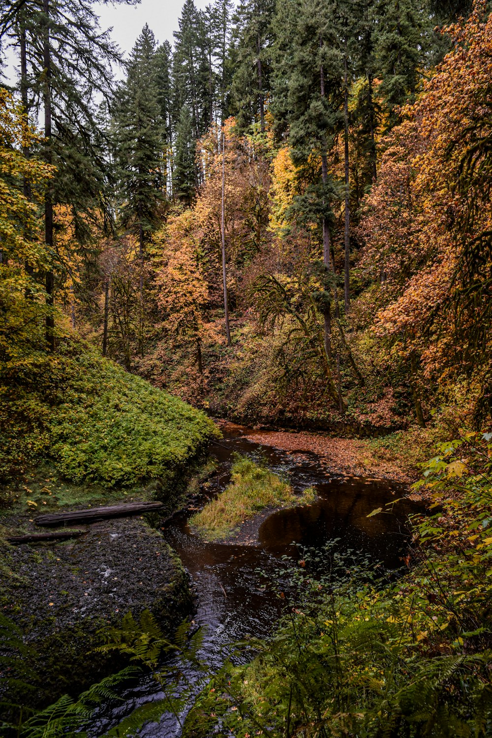 river in the middle of forest during daytime