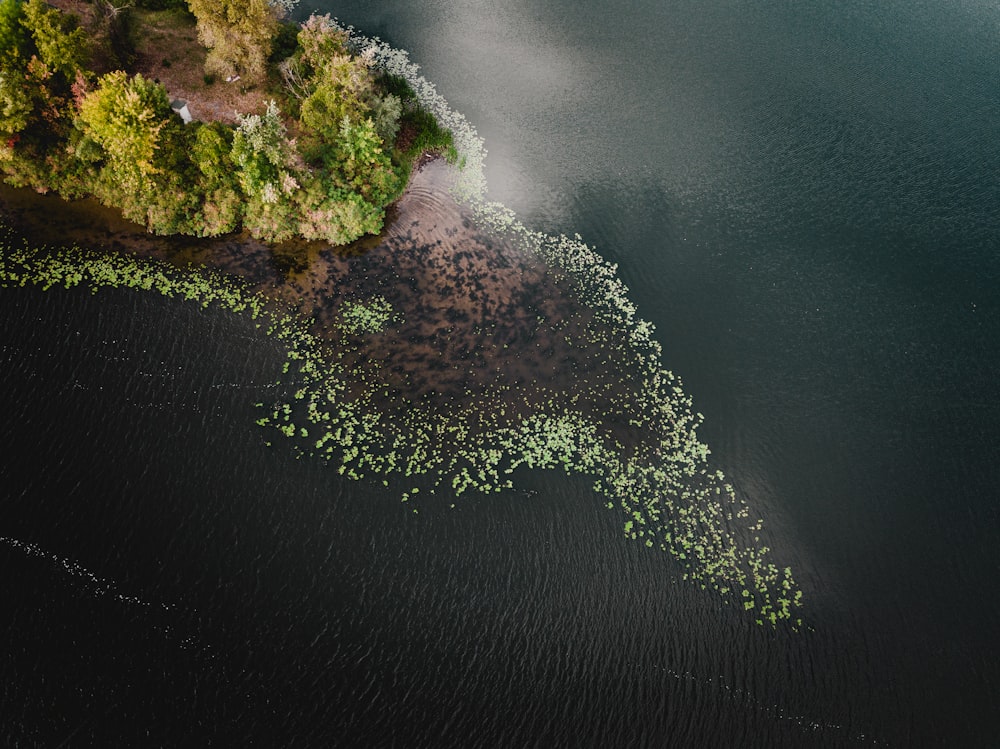 Veduta aerea degli alberi verdi sull'isola durante il giorno