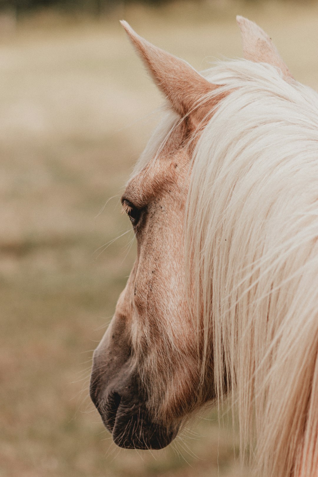 white horse head in close up photography