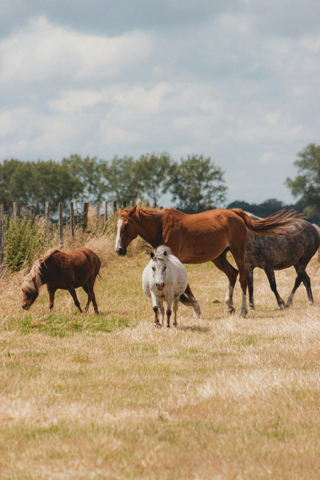 brown and white horses on green grass field during daytime