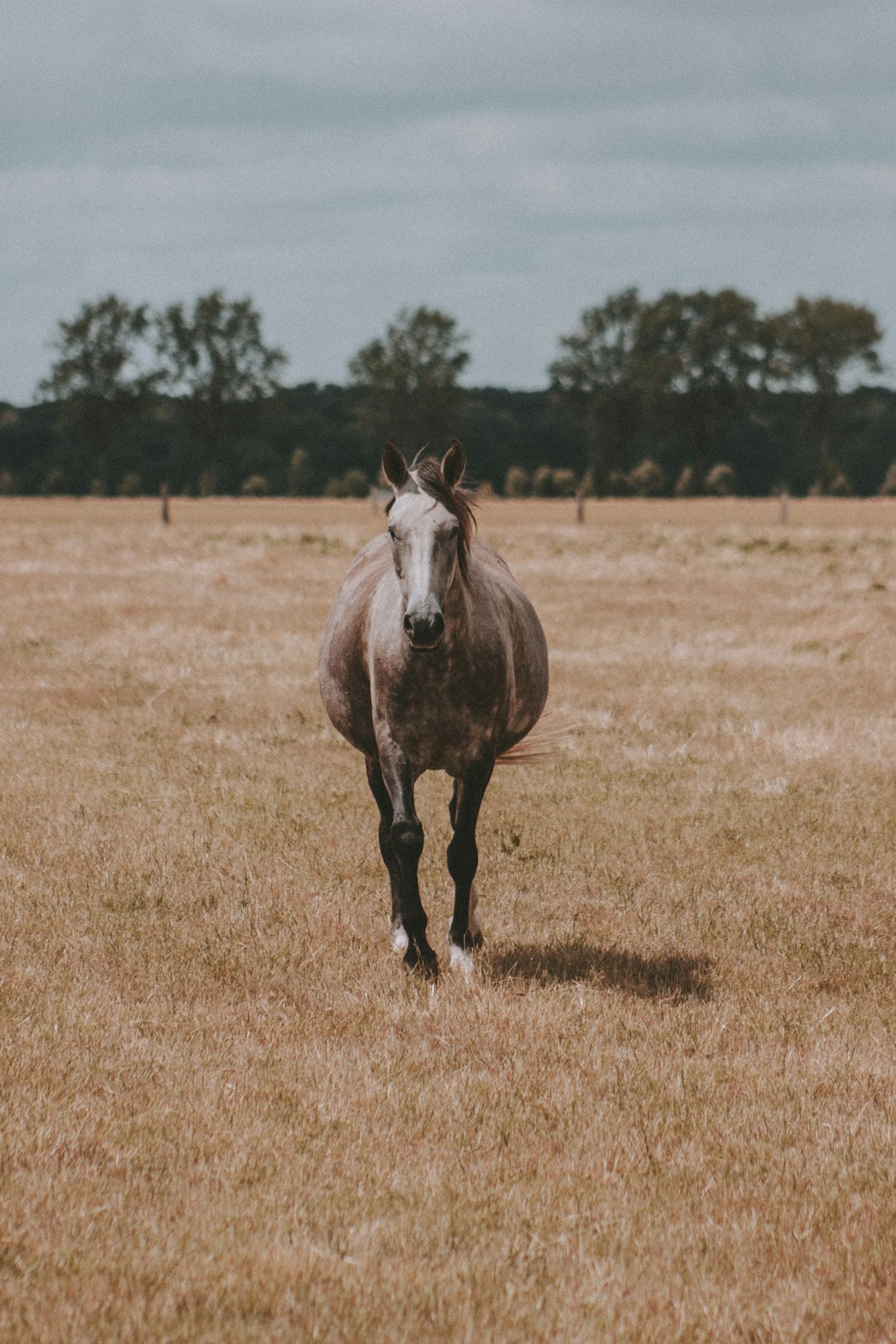 brown and white horse on brown grass field during daytime