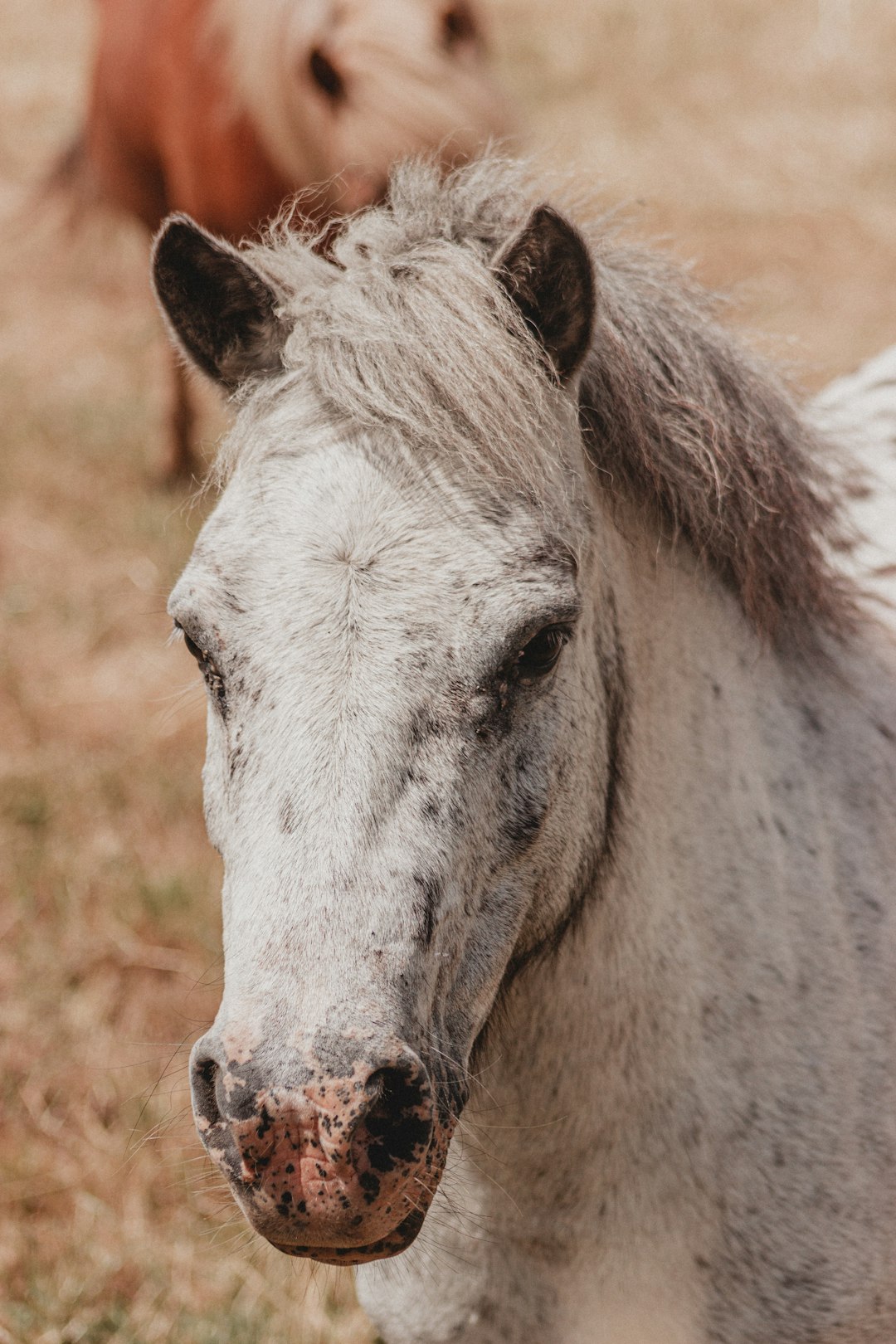 white horse on brown grass field during daytime