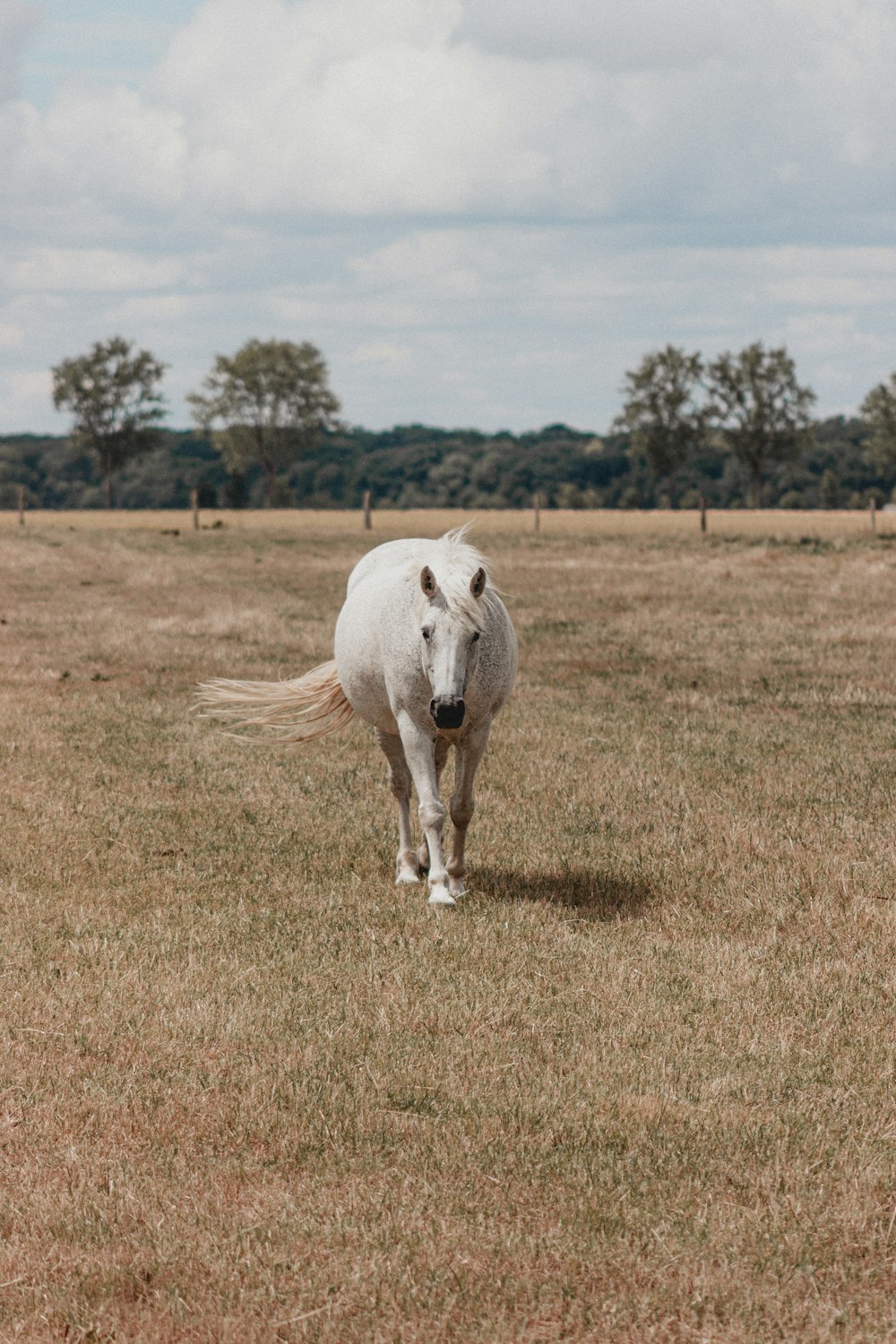 white horse on brown grass field during daytime