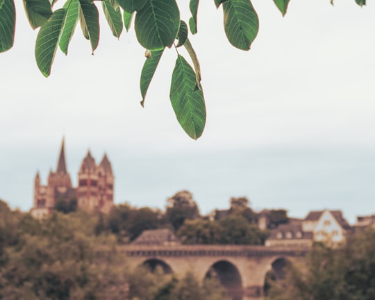 green leaf plant near brown concrete building during daytime in Limburg an der Lahn Germany