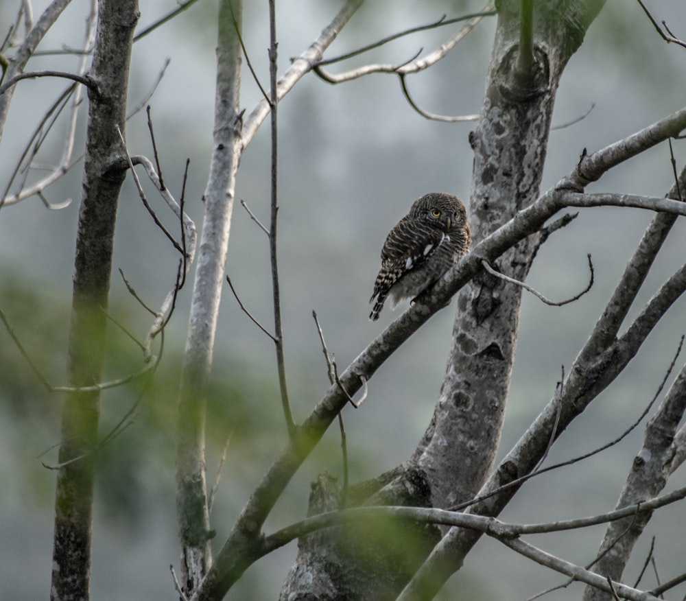 brown and white bird on tree branch during daytime