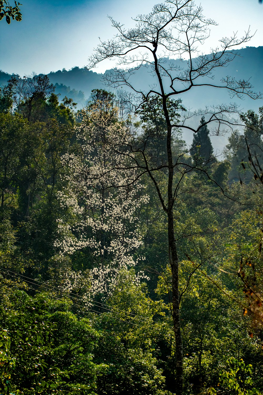 green trees under blue sky during daytime