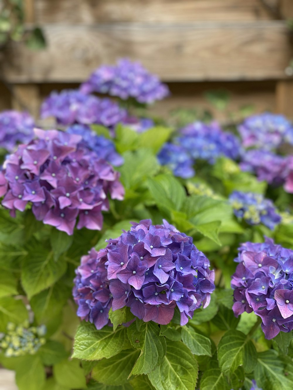 purple flowers with green leaves