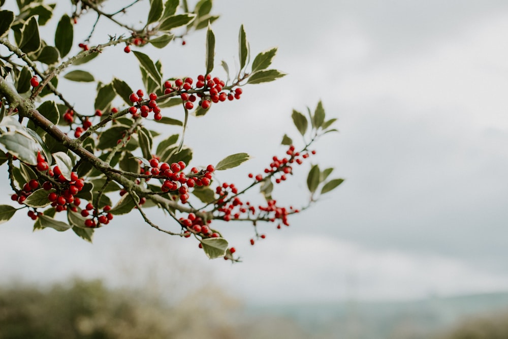 red and green leaves during daytime