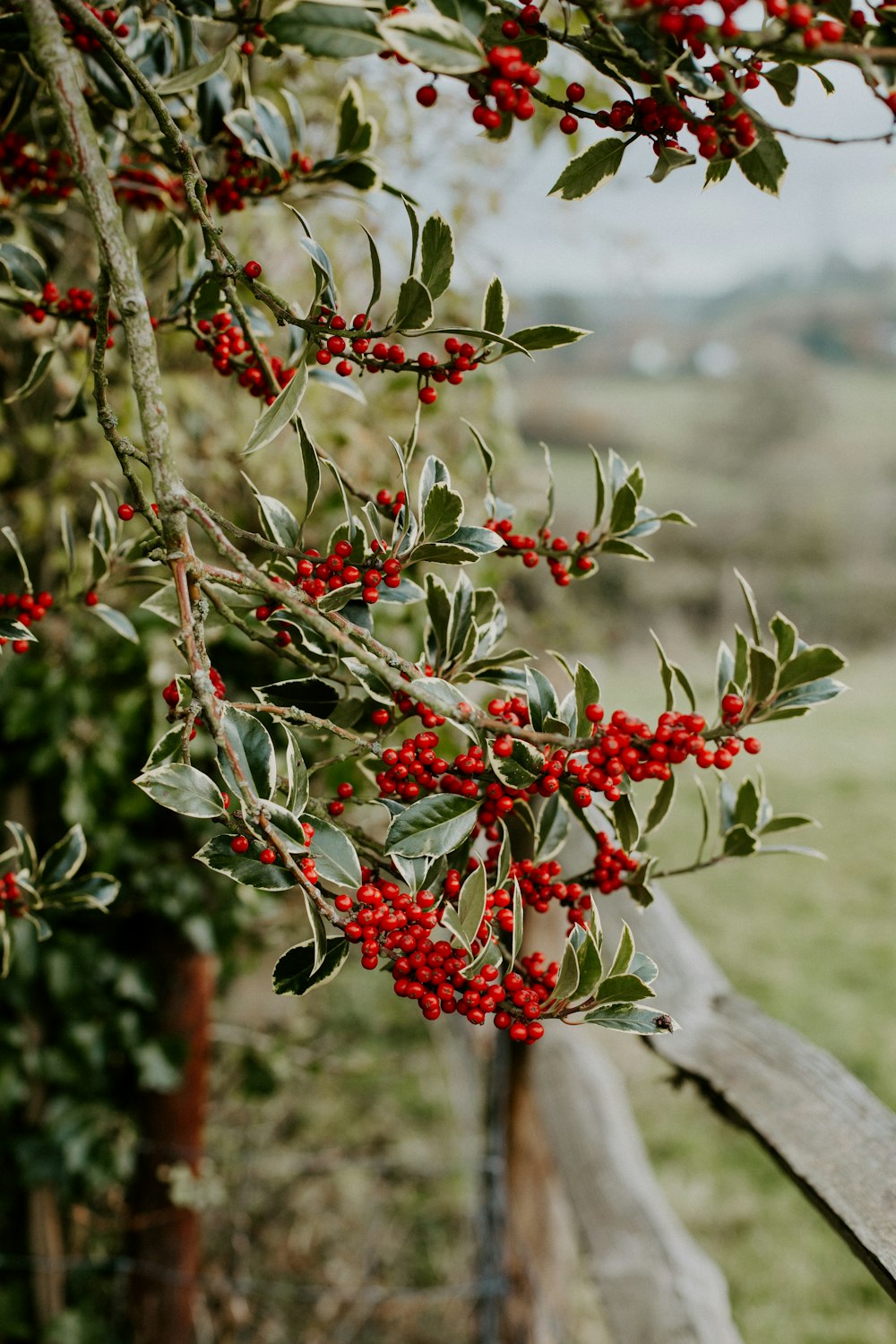 red round fruits on tree branch during daytime