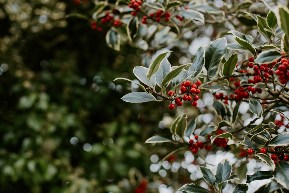 green and red round fruits