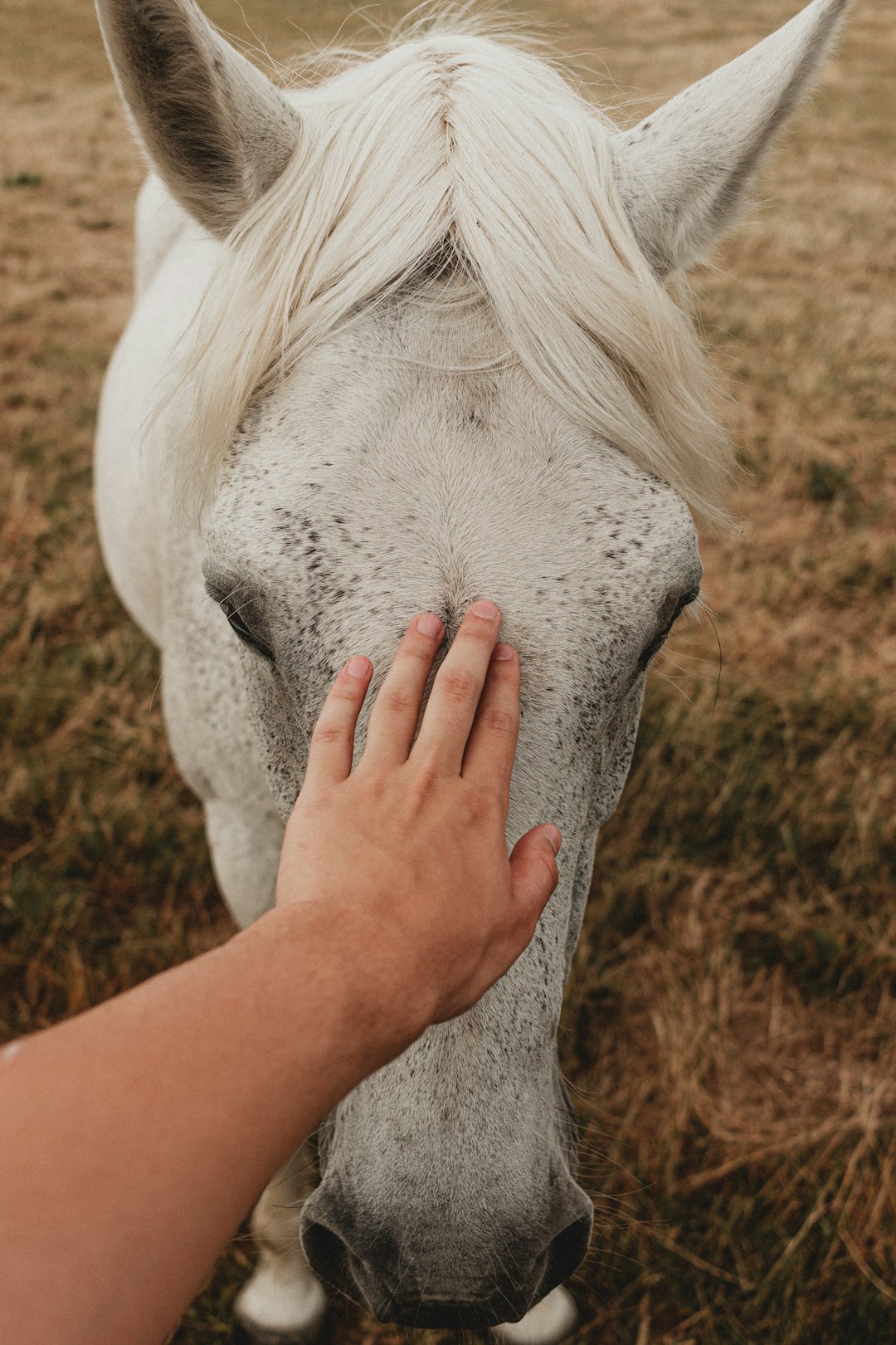 person holding white horse head