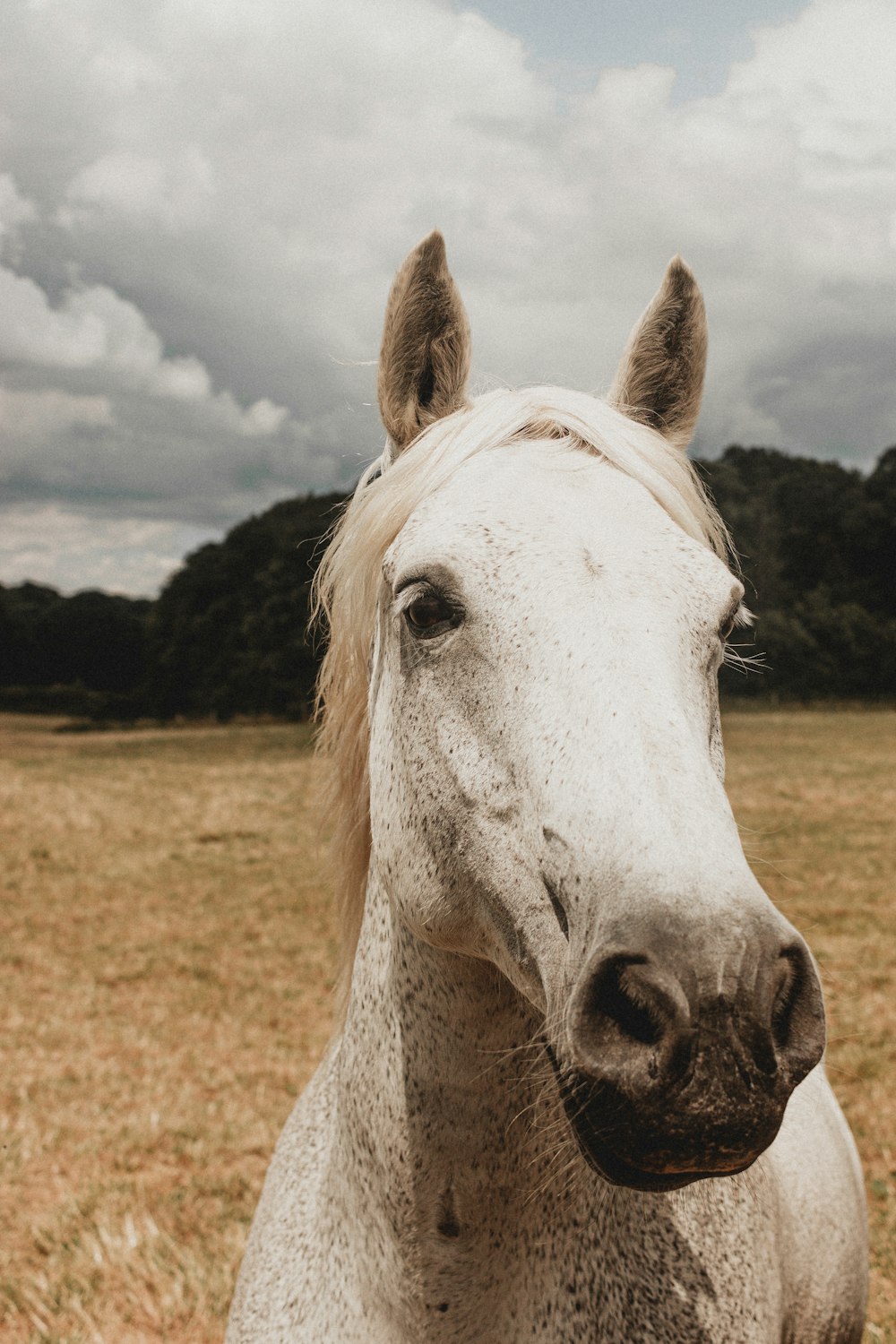 white horse on brown field during daytime