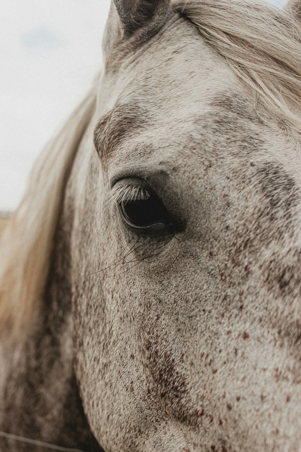 brown horse with white eye