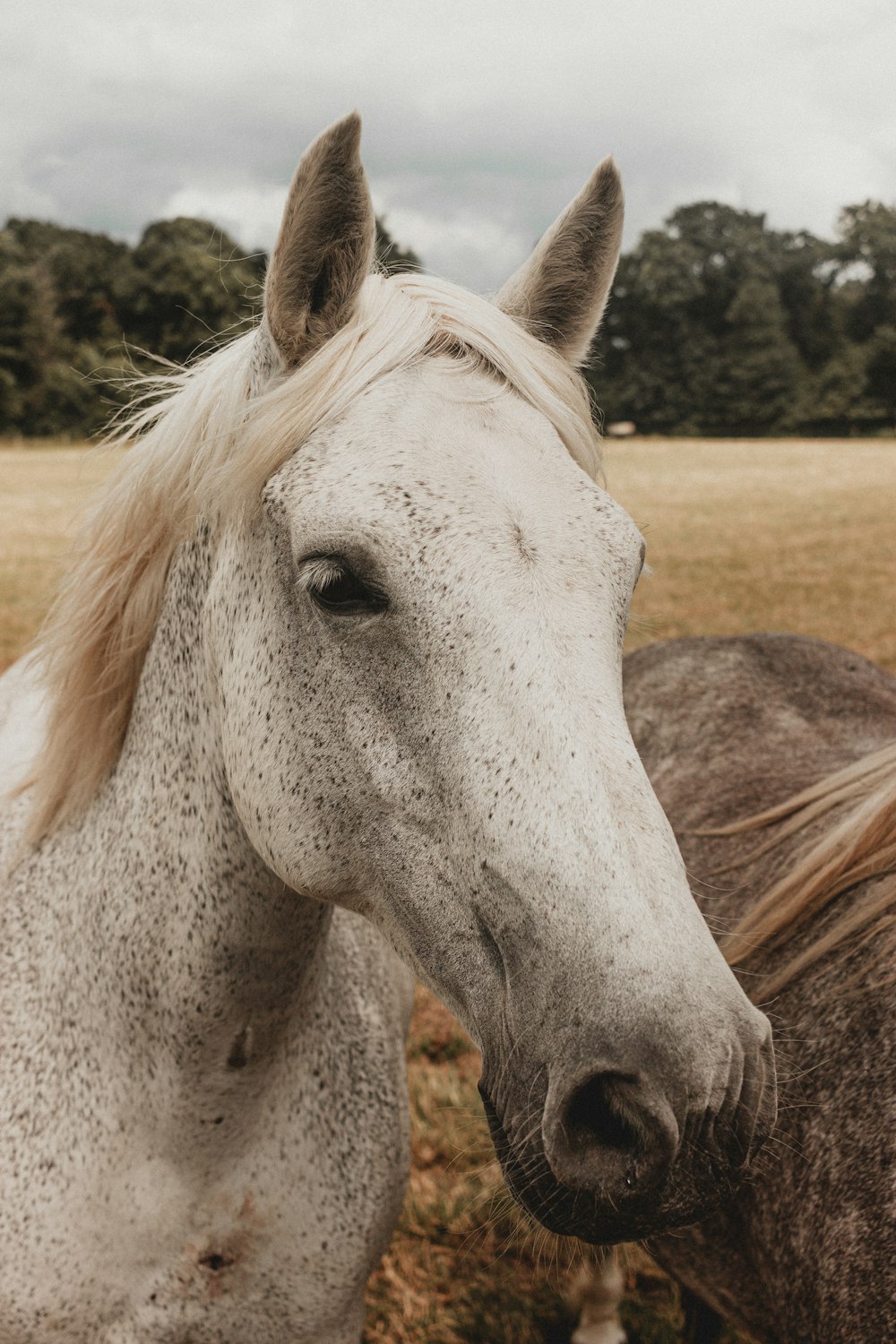 white horse on brown field during daytime