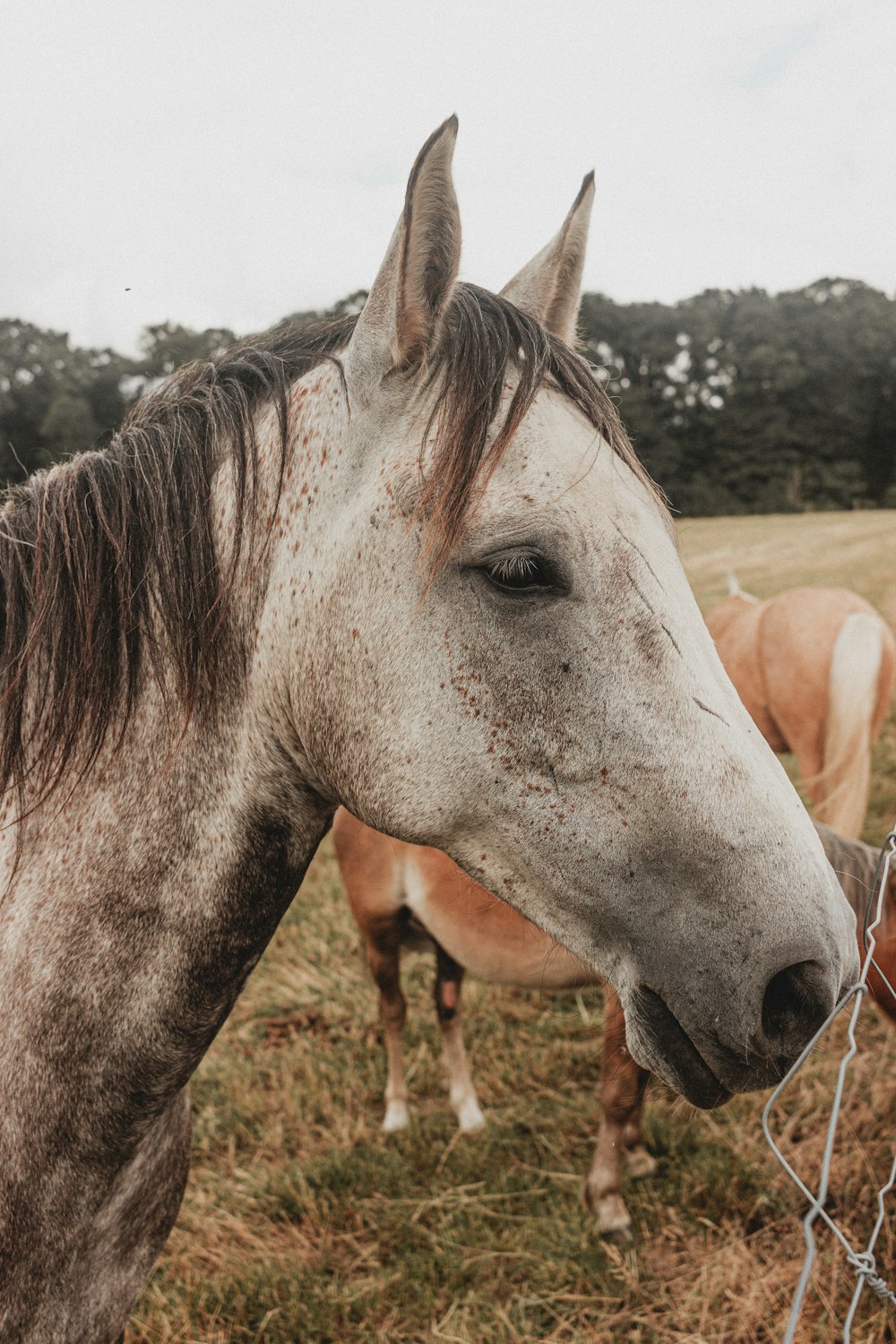 white horse on brown grass field during daytime