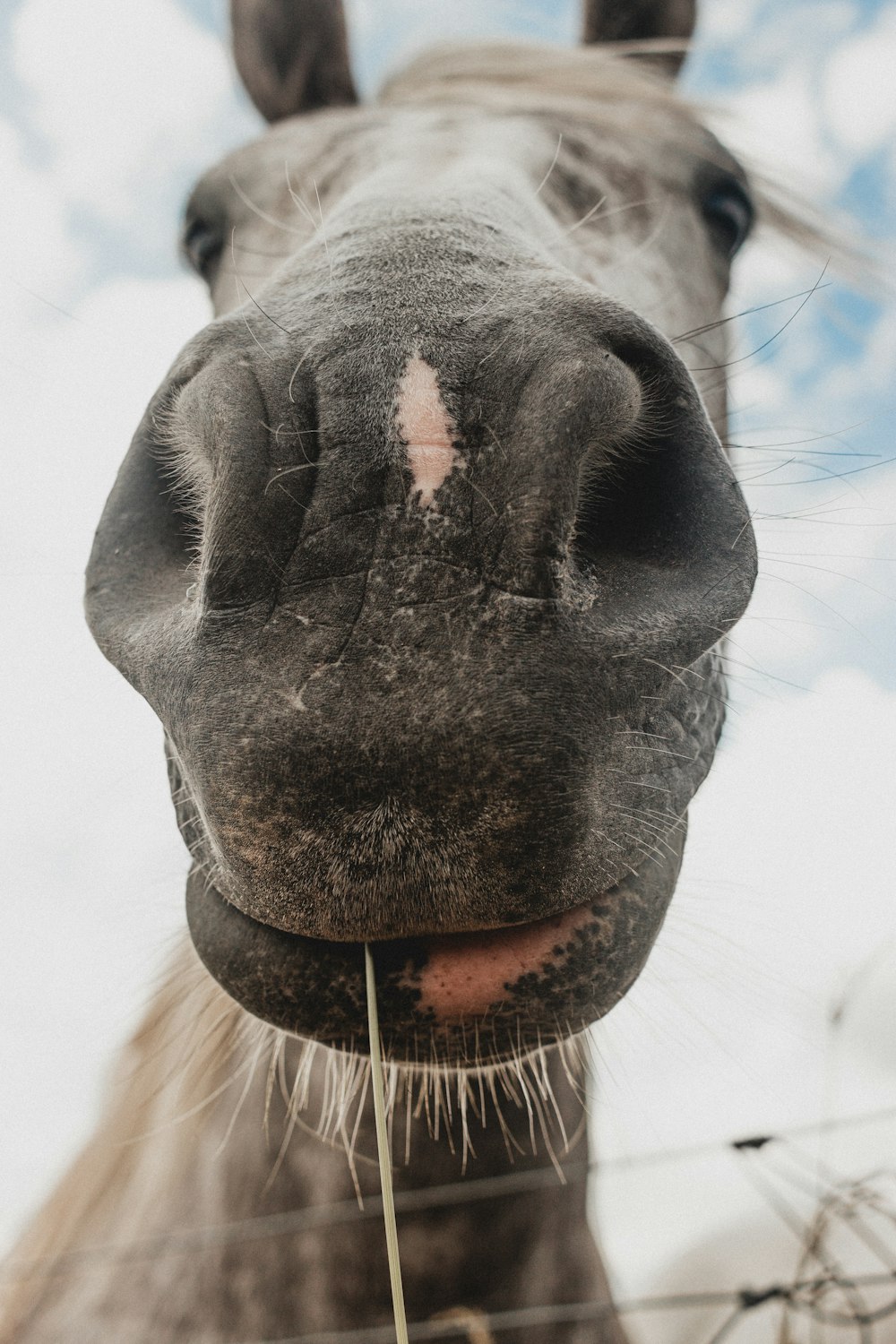 black and white horse head