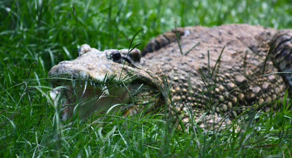 brown and black crocodile on green grass during daytime