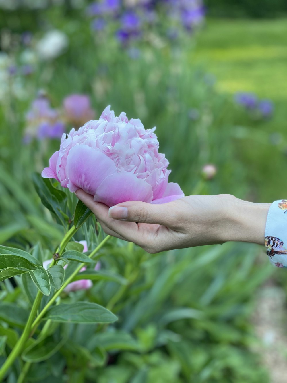 person holding pink flower during daytime