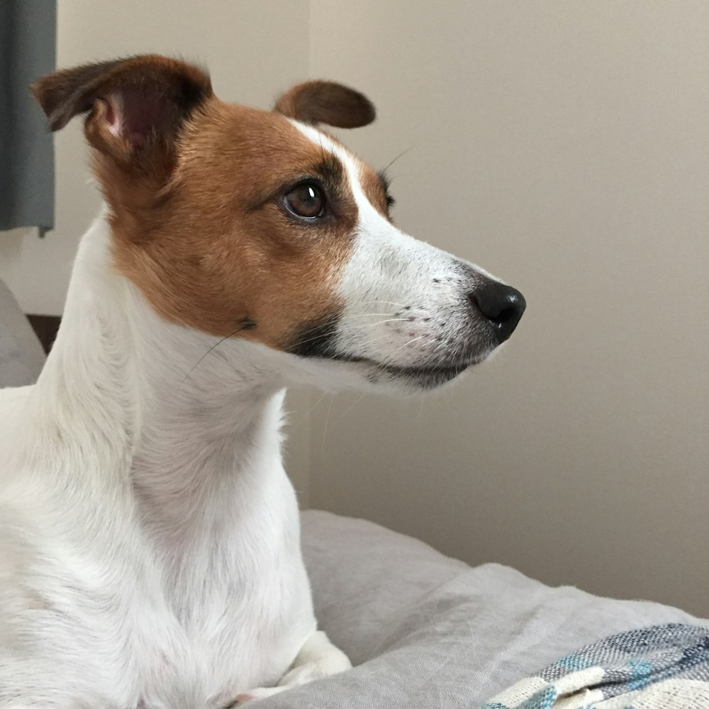 white and brown short coated dog on white textile