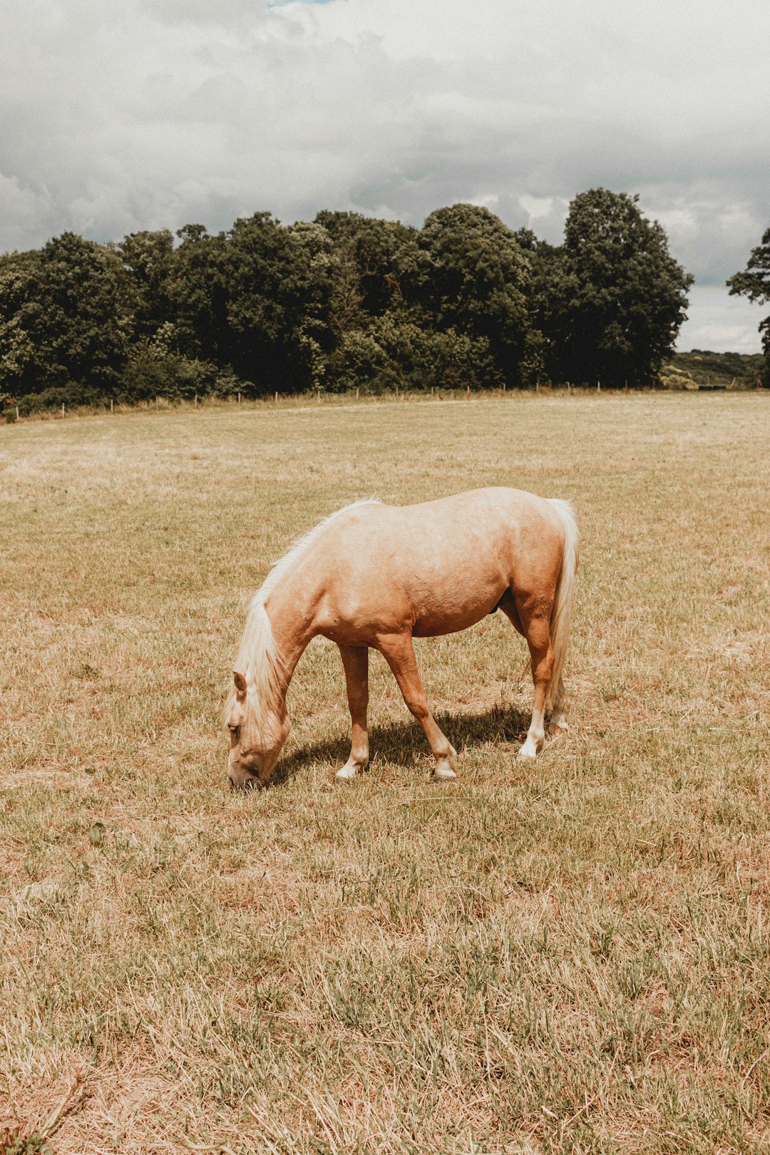 brown horse on brown grass field during daytime