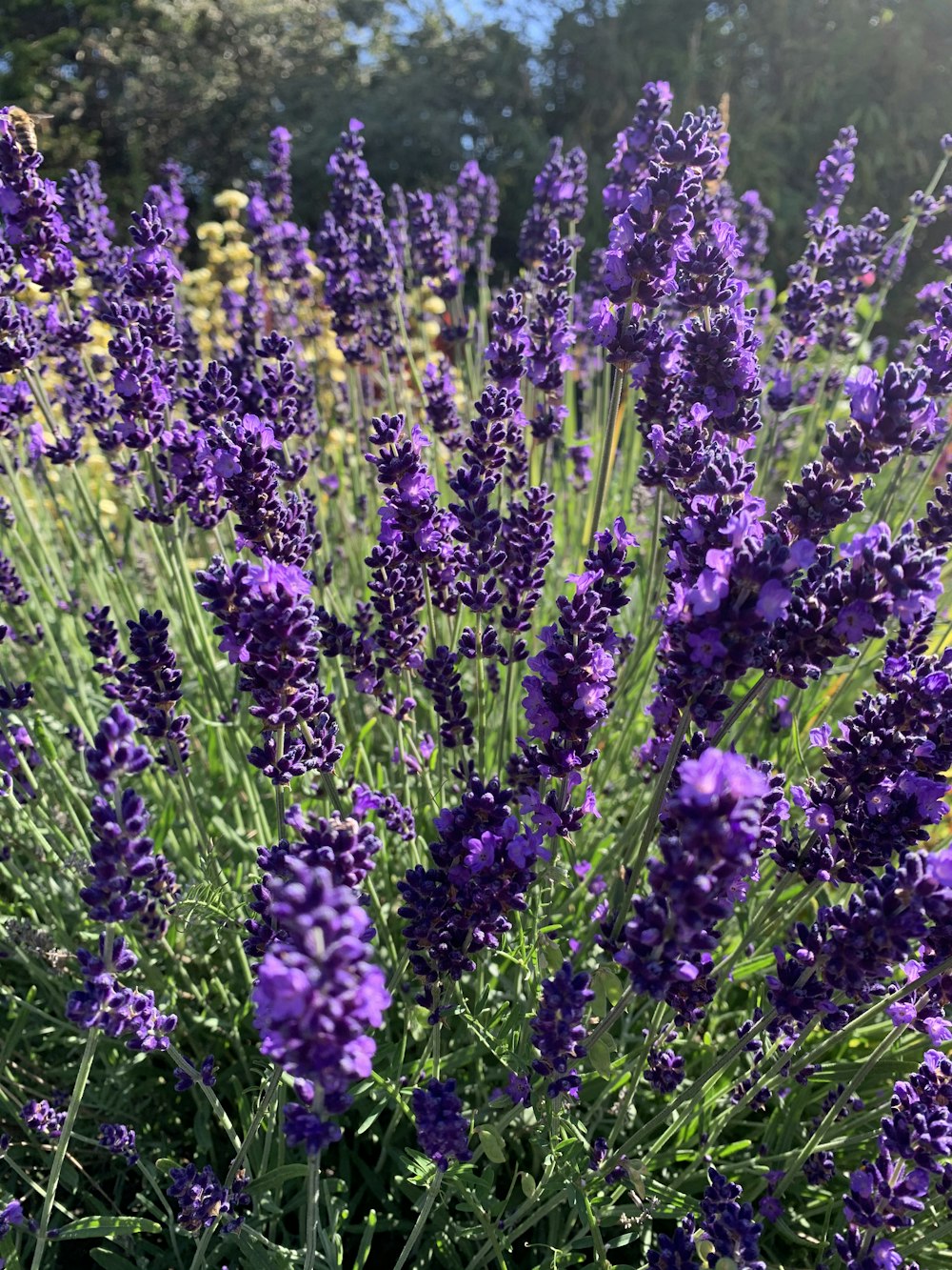 purple flowers in shallow focus lens