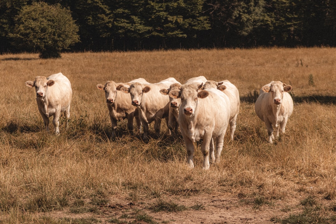 herd of white sheep on brown grass field during daytime