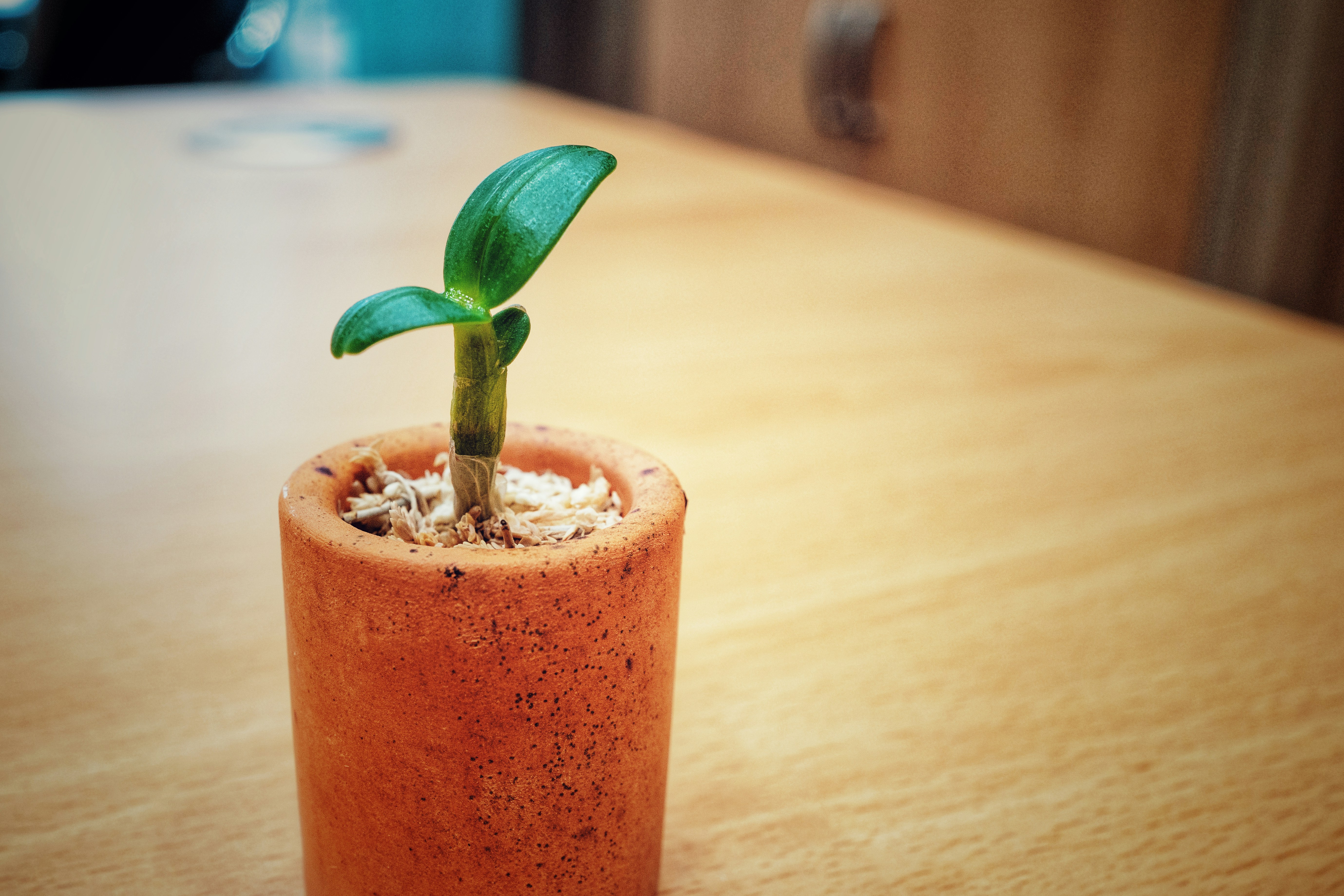 Elegant Ceramic Plant Pot