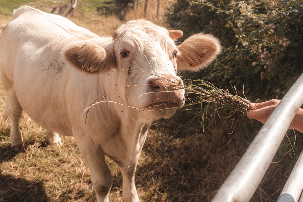 white cow on brown grass field during daytime