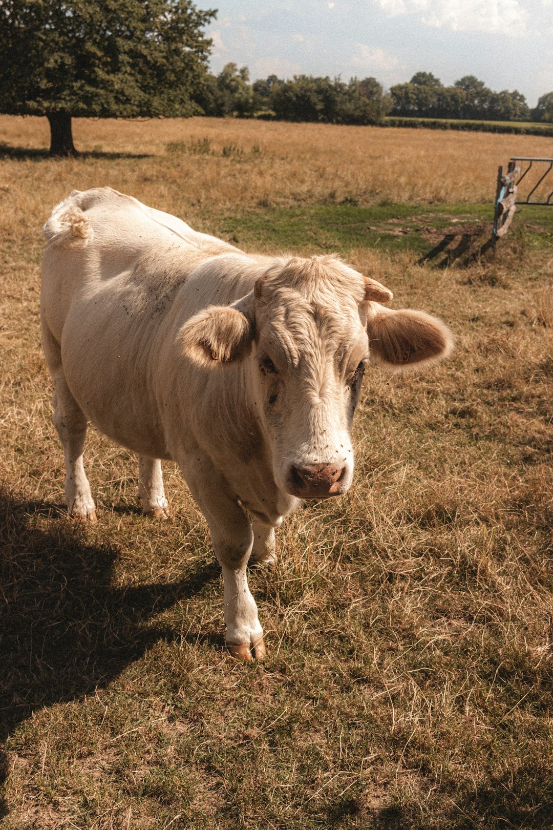 brown cow on brown grass field during daytime