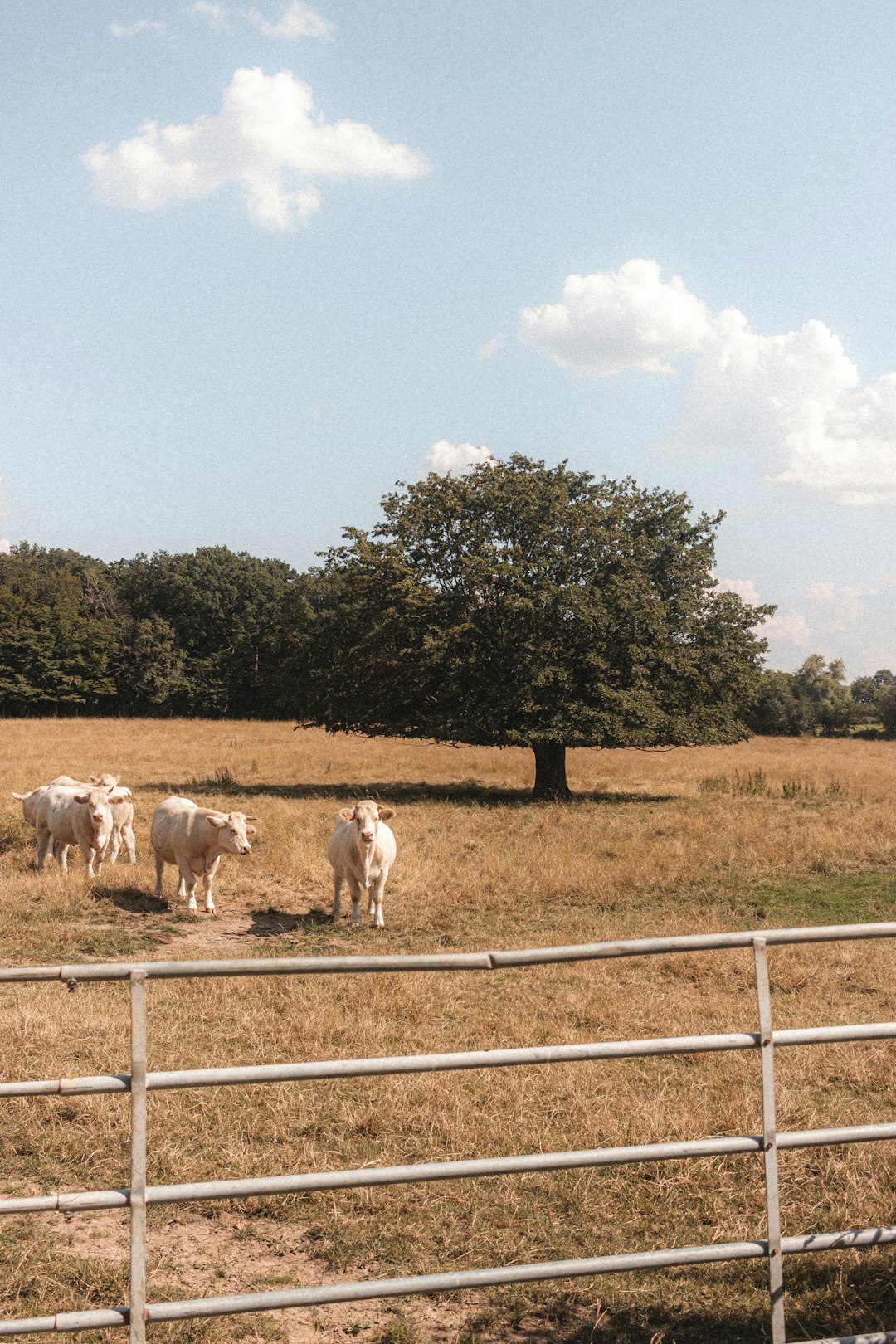herd of white sheep on green grass field during daytime
