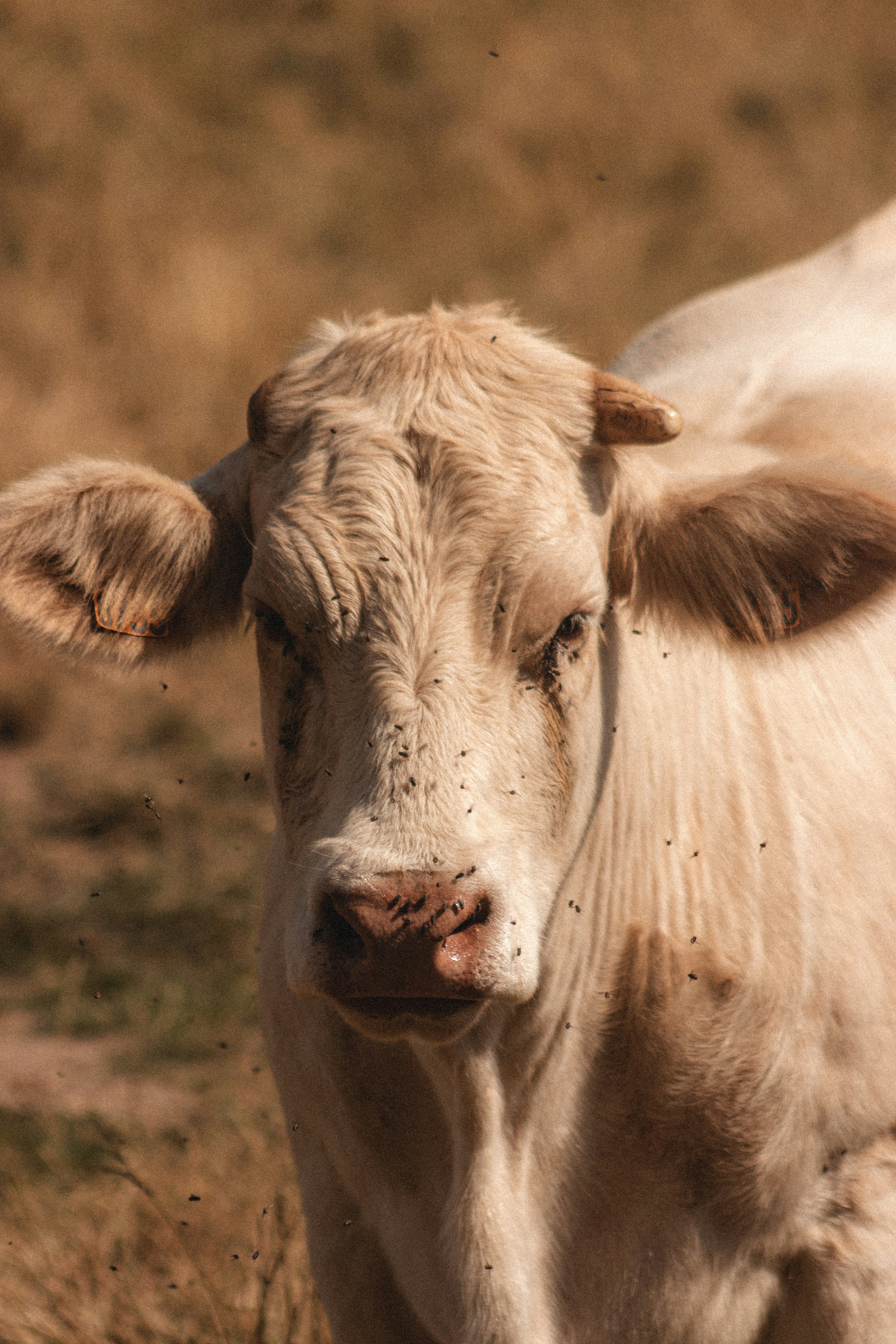 white cow on brown field during daytime