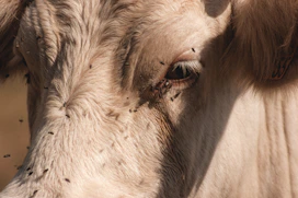 white cows head in close up photography