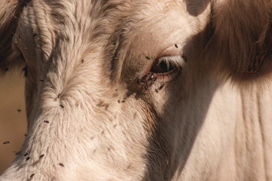 white cows head in close up photography