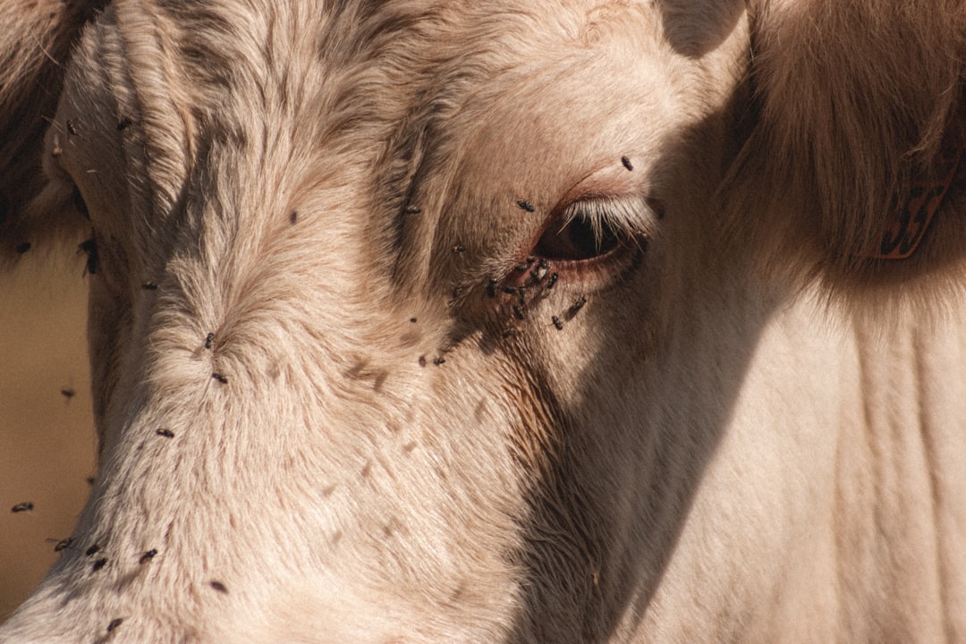 white cows head in close up photography