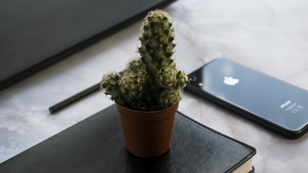 green cactus plant on brown clay pot