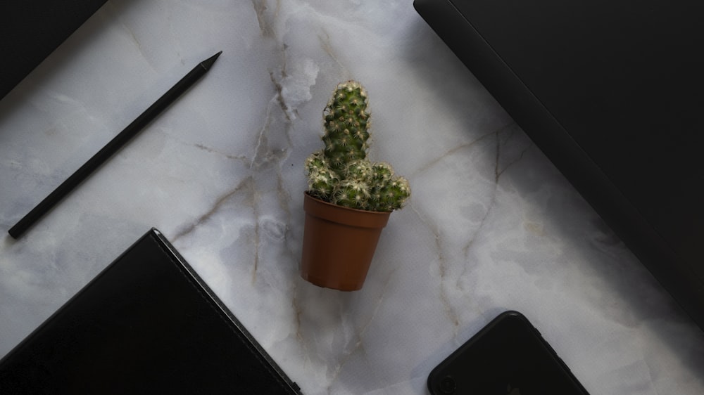 green plant on brown pot