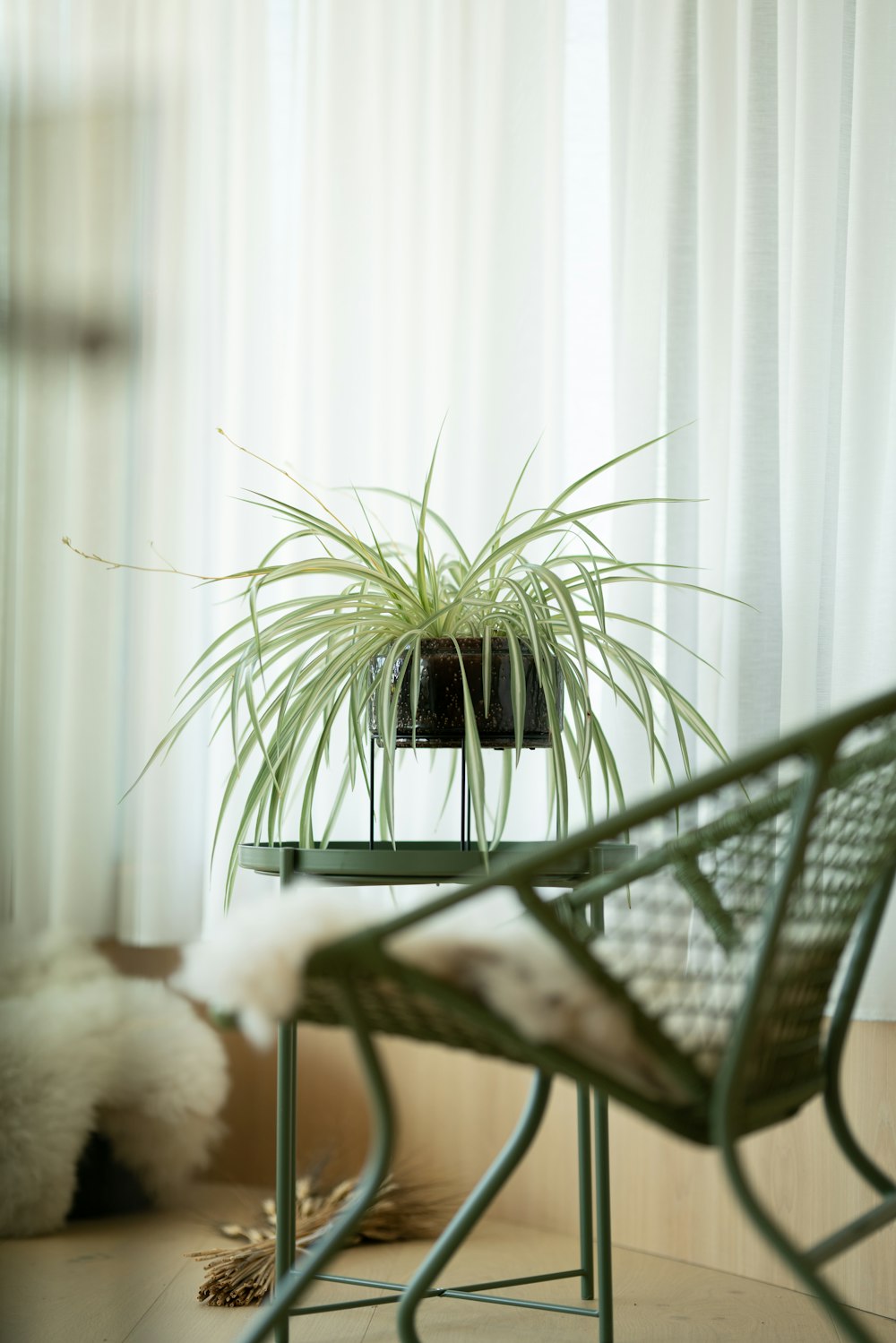 green plant on black metal table